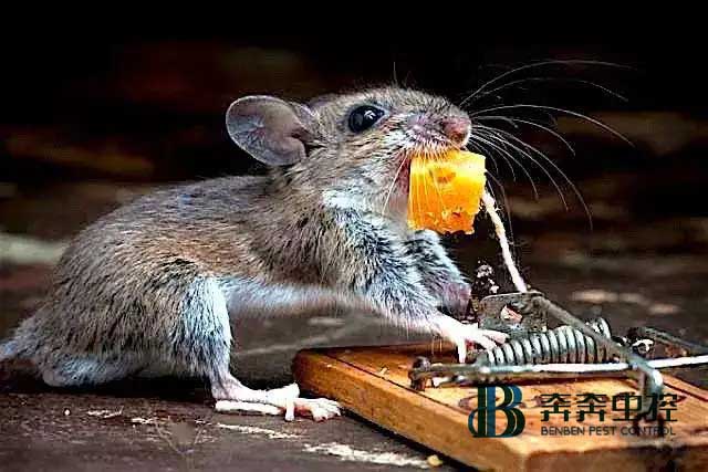 家里有老鼠怎么办？怎样有效的消灭老鼠？