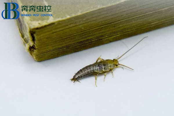 家里有衣鱼虫怎么办？