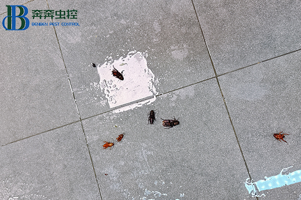气温升高！家中“小强”出没！